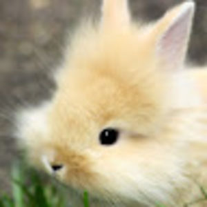 Meet your Posher, Rayanne